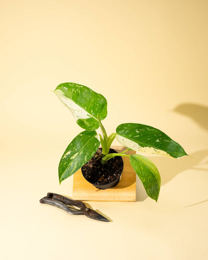 4" Philodendron 'Jose Buono Fiesta' - Tampa Home & Garden Store