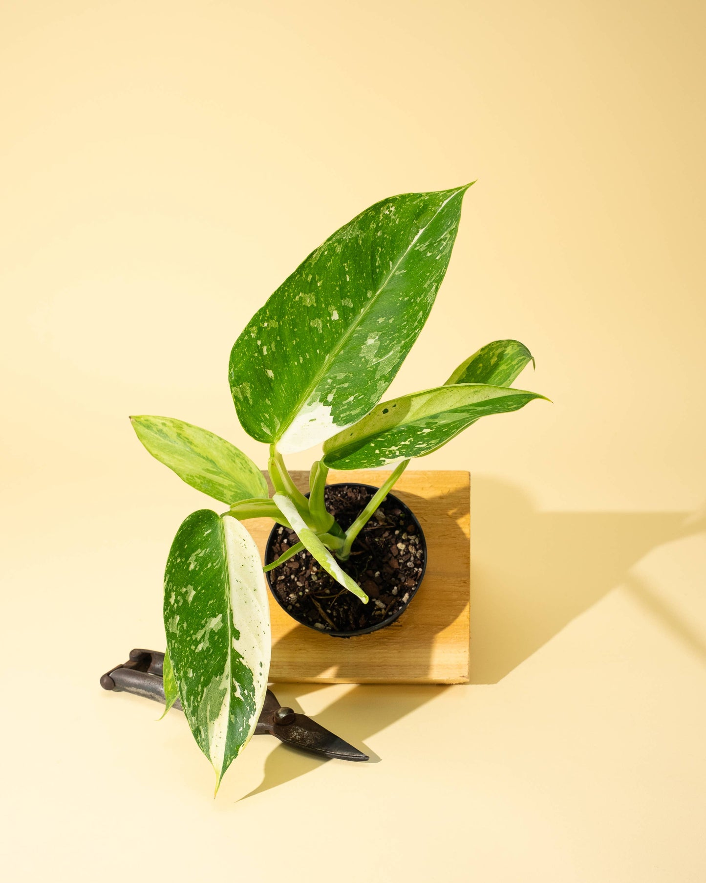 4" Philodendron 'Jose Buono Fiesta' - Tampa Home & Garden Store