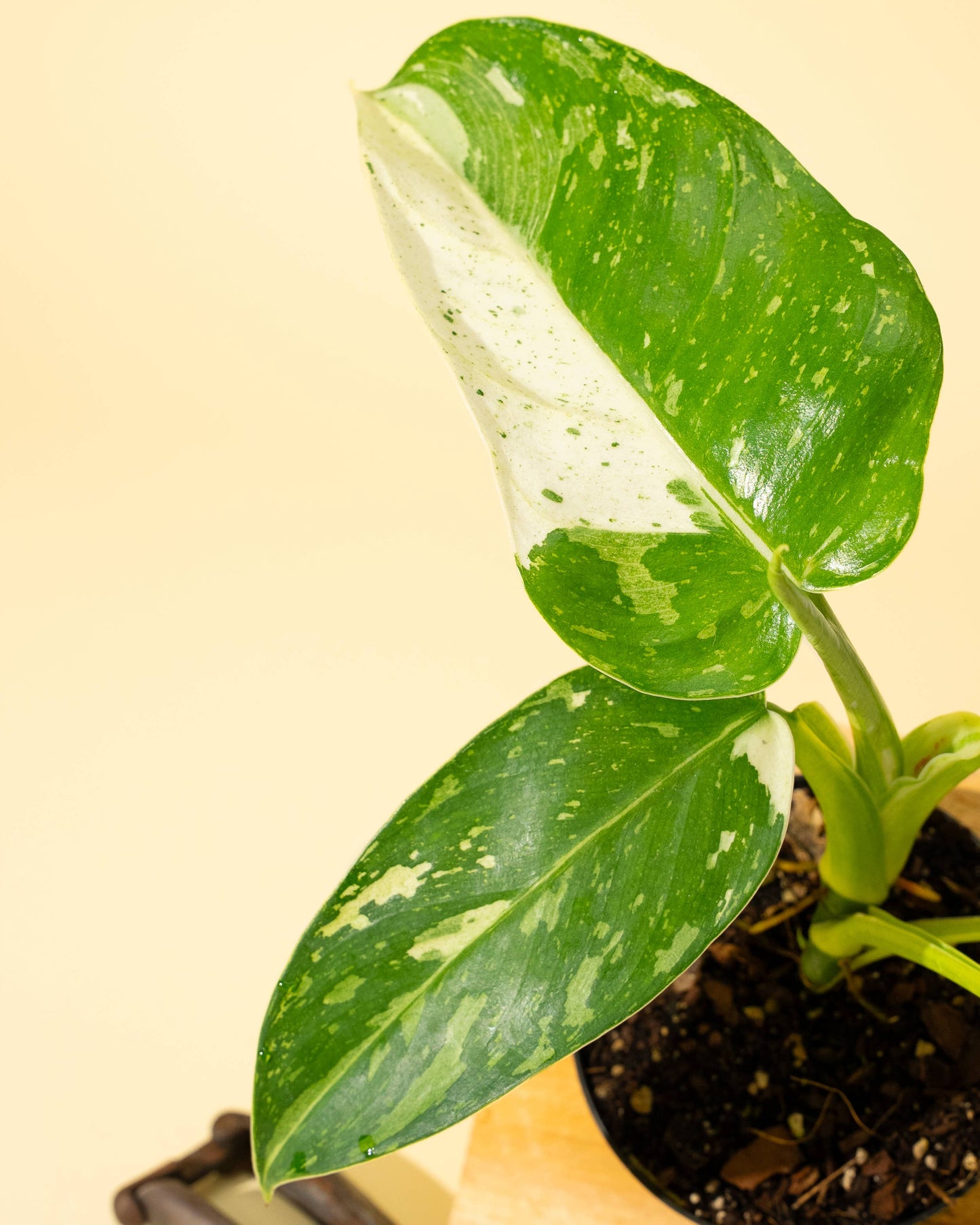 4" Philodendron 'Jose Buono Fiesta' - Tampa Home & Garden Store
