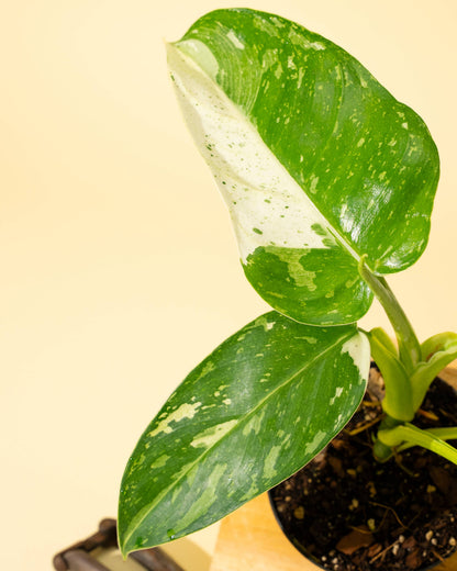 4" Philodendron 'Jose Buono Fiesta' - Tampa Home & Garden Store