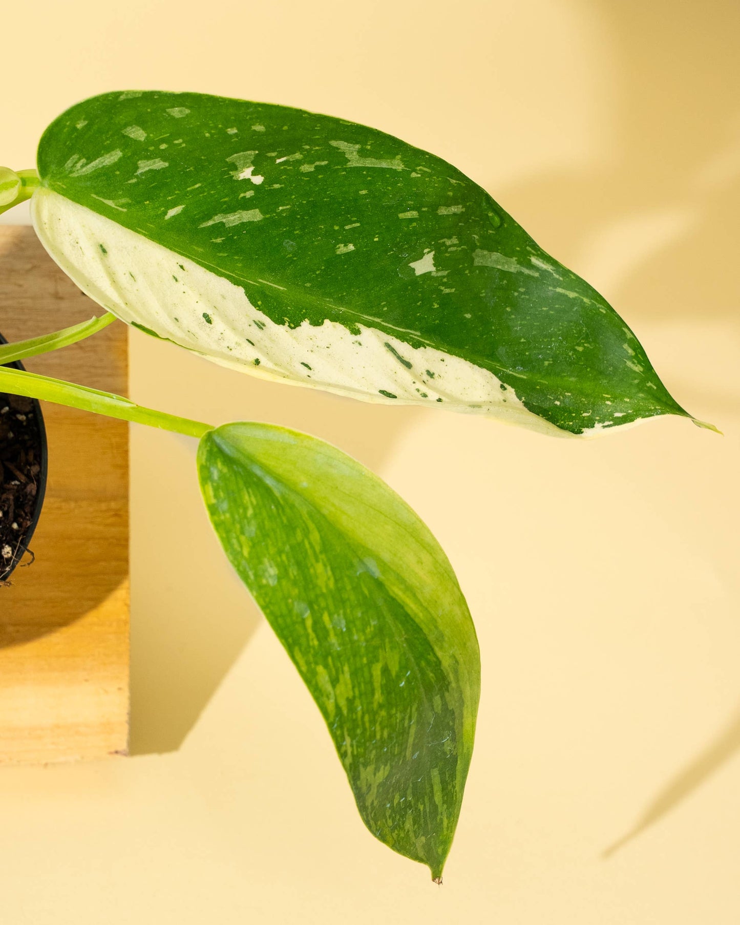 4" Philodendron 'Jose Buono Fiesta' - Tampa Home & Garden Store
