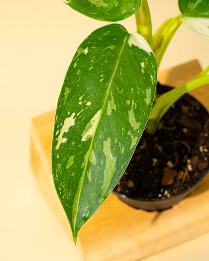 4" Philodendron 'Jose Buono Fiesta' - Tampa Home & Garden Store