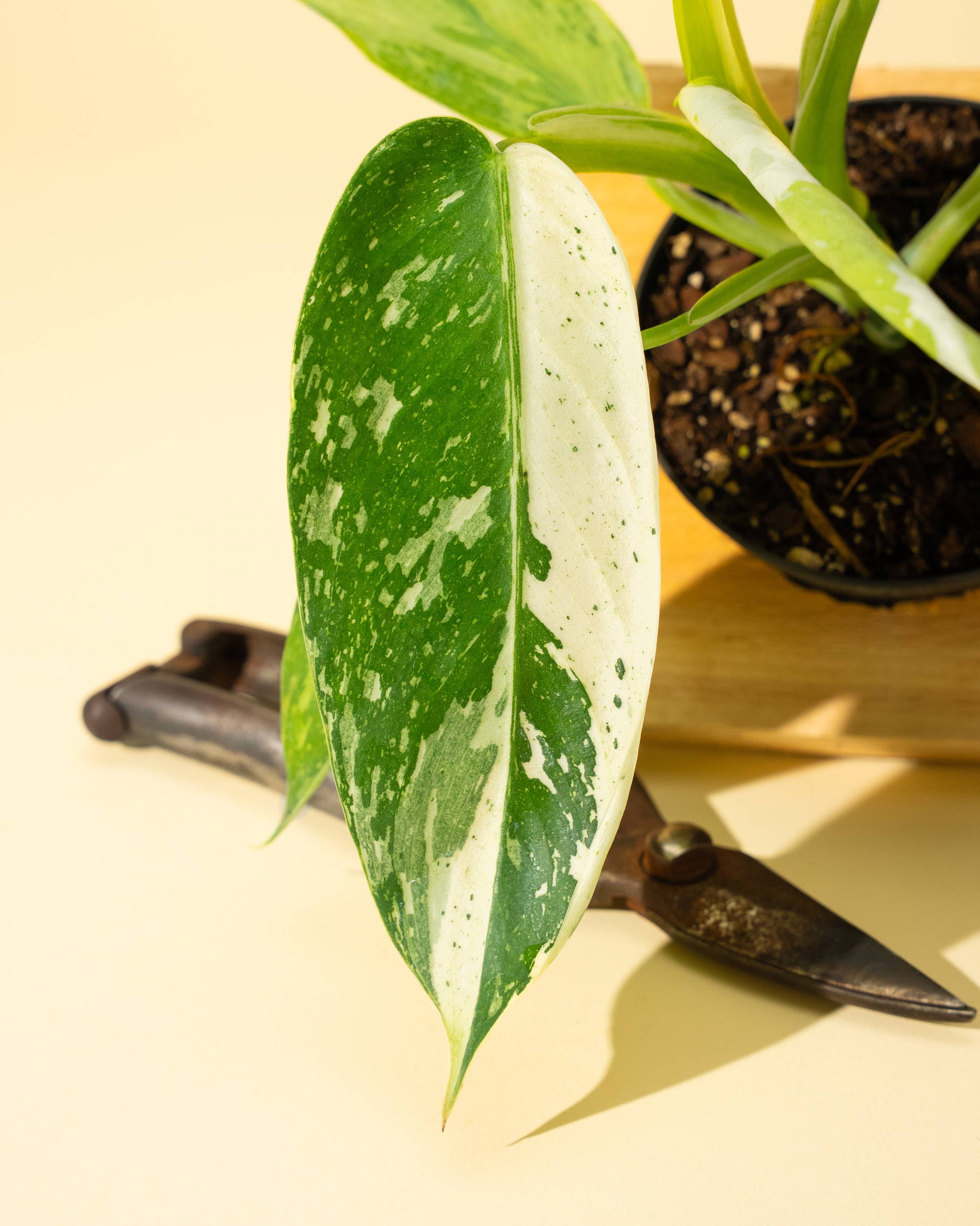 4" Philodendron 'Jose Buono Fiesta' - Tampa Home & Garden Store