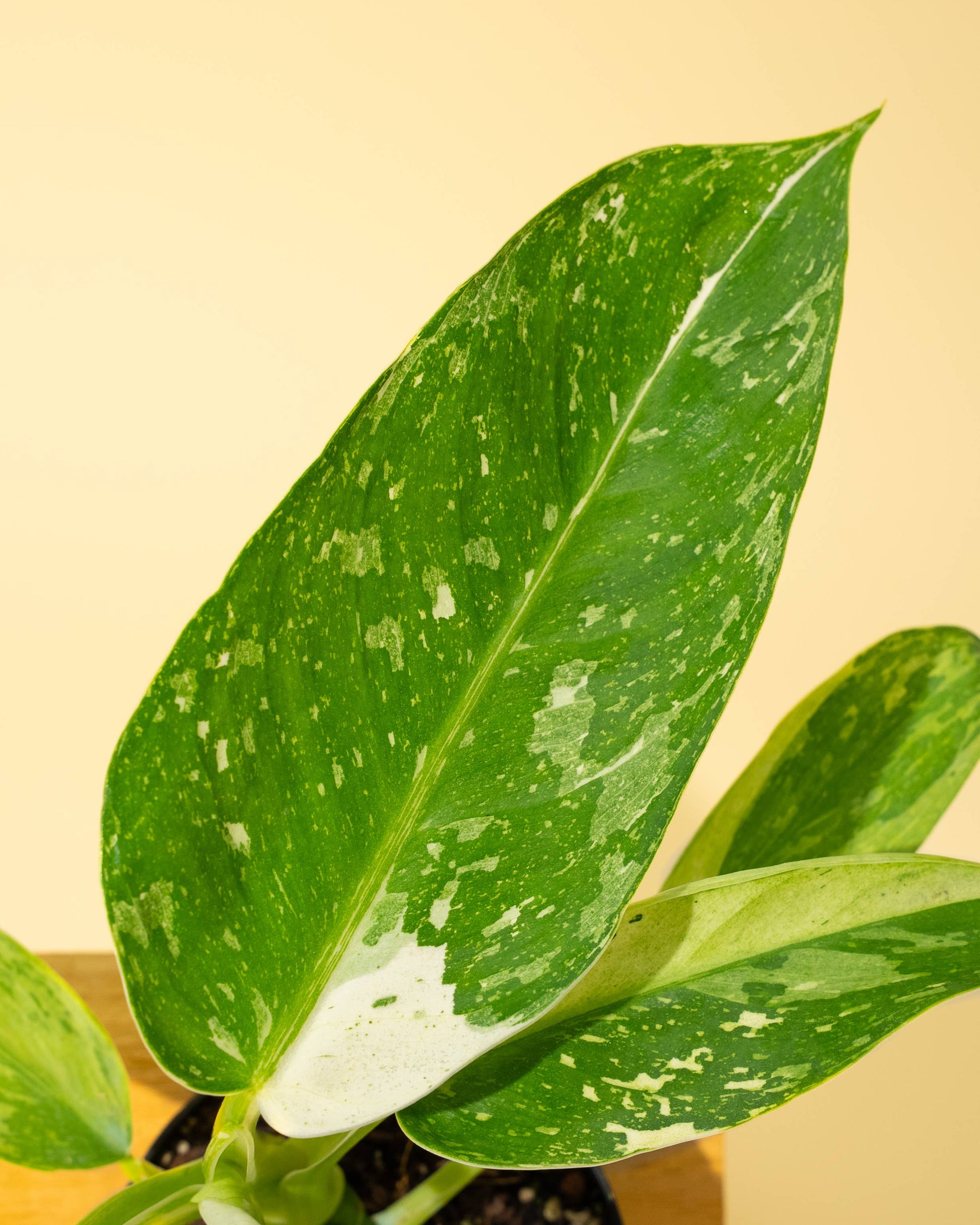 4" Philodendron 'Jose Buono Fiesta' - Tampa Home & Garden Store