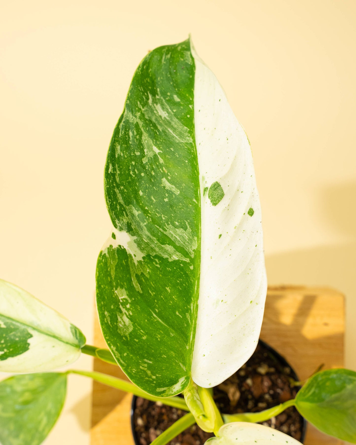 4" Philodendron 'Jose Buono Fiesta' - Tampa Home & Garden Store