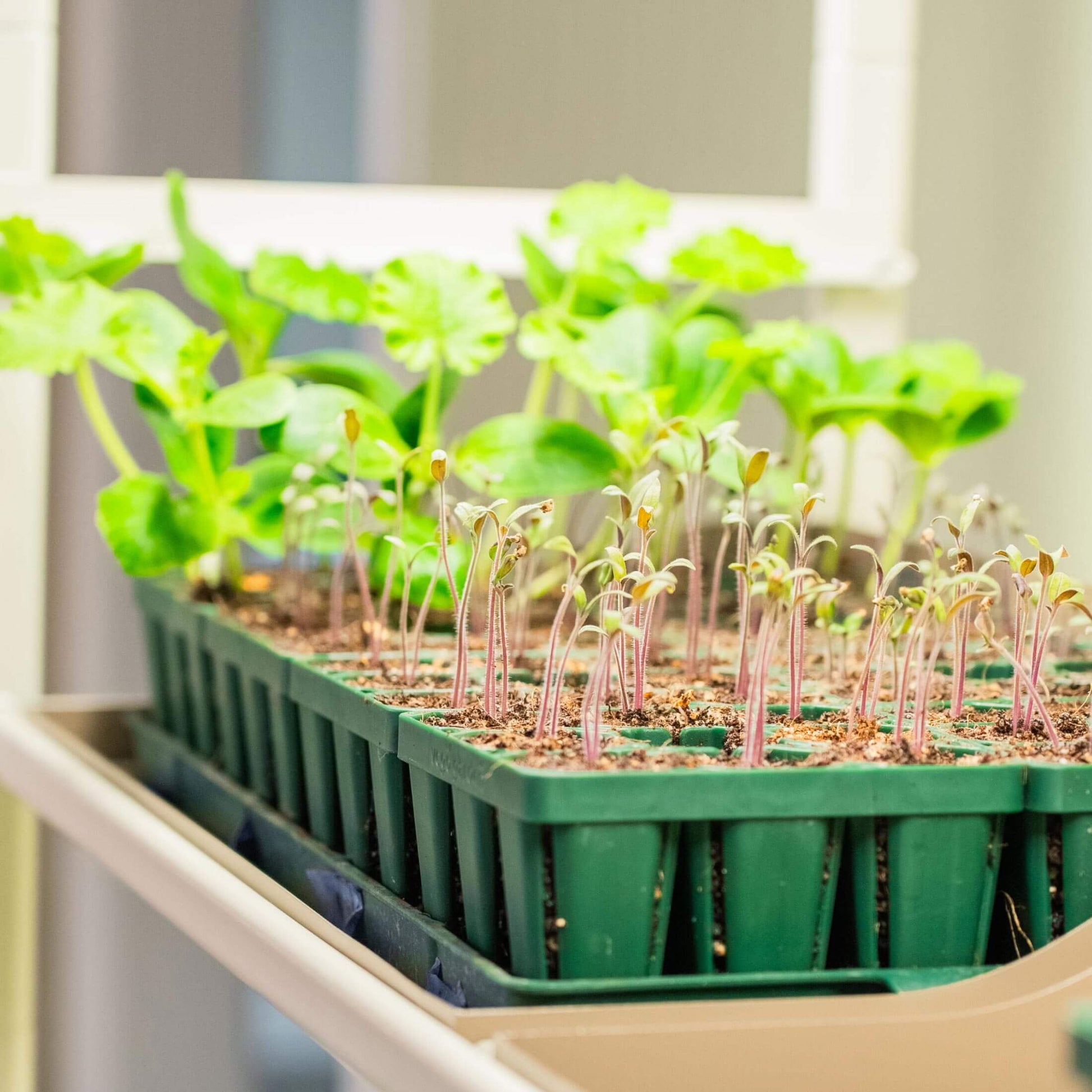 4 Tier Grow Light Garden - Tampa Home & Garden Store
