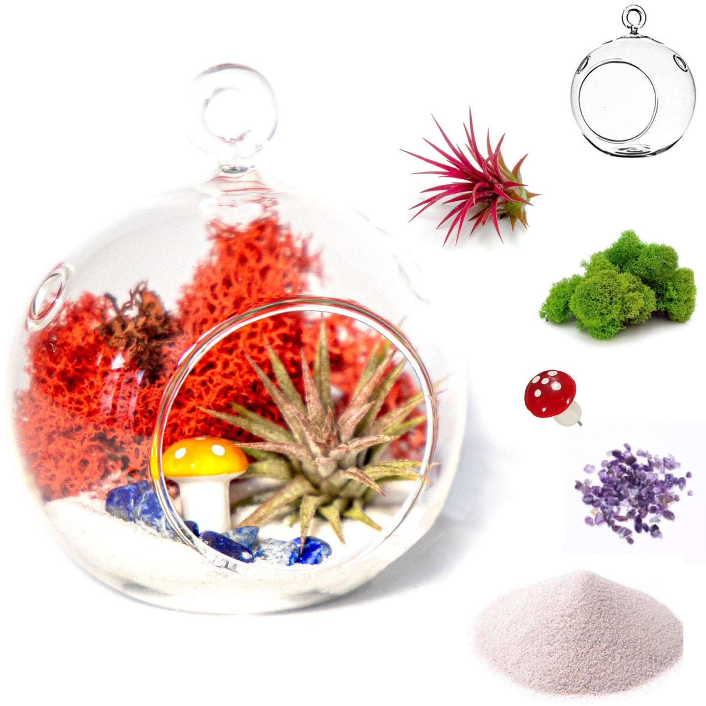 4" Air Plant Terrarium Kit | Glass Globe