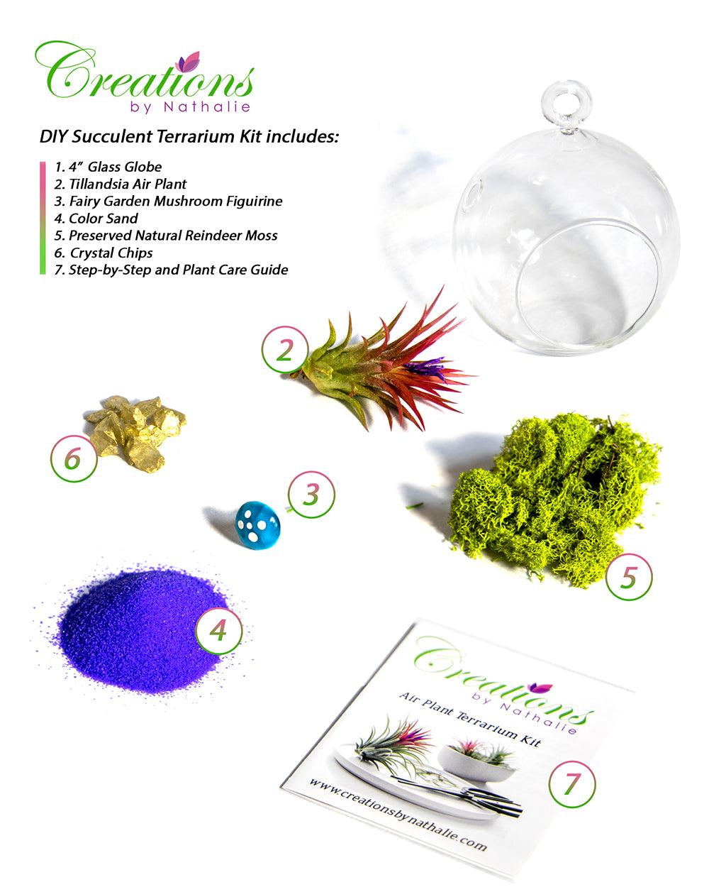 4" Air Plant Terrarium Kit | Glass Globe