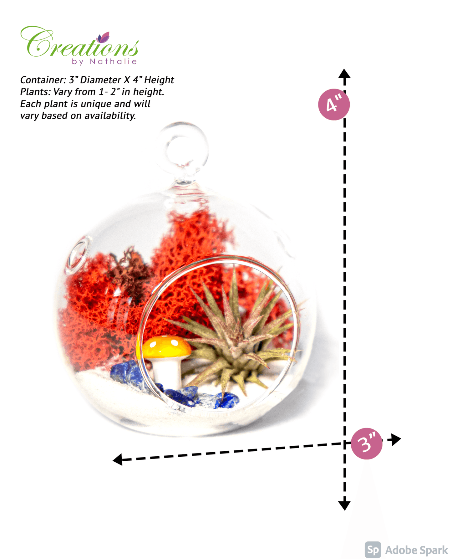 4" Air Plant Terrarium Kit | Glass Globe