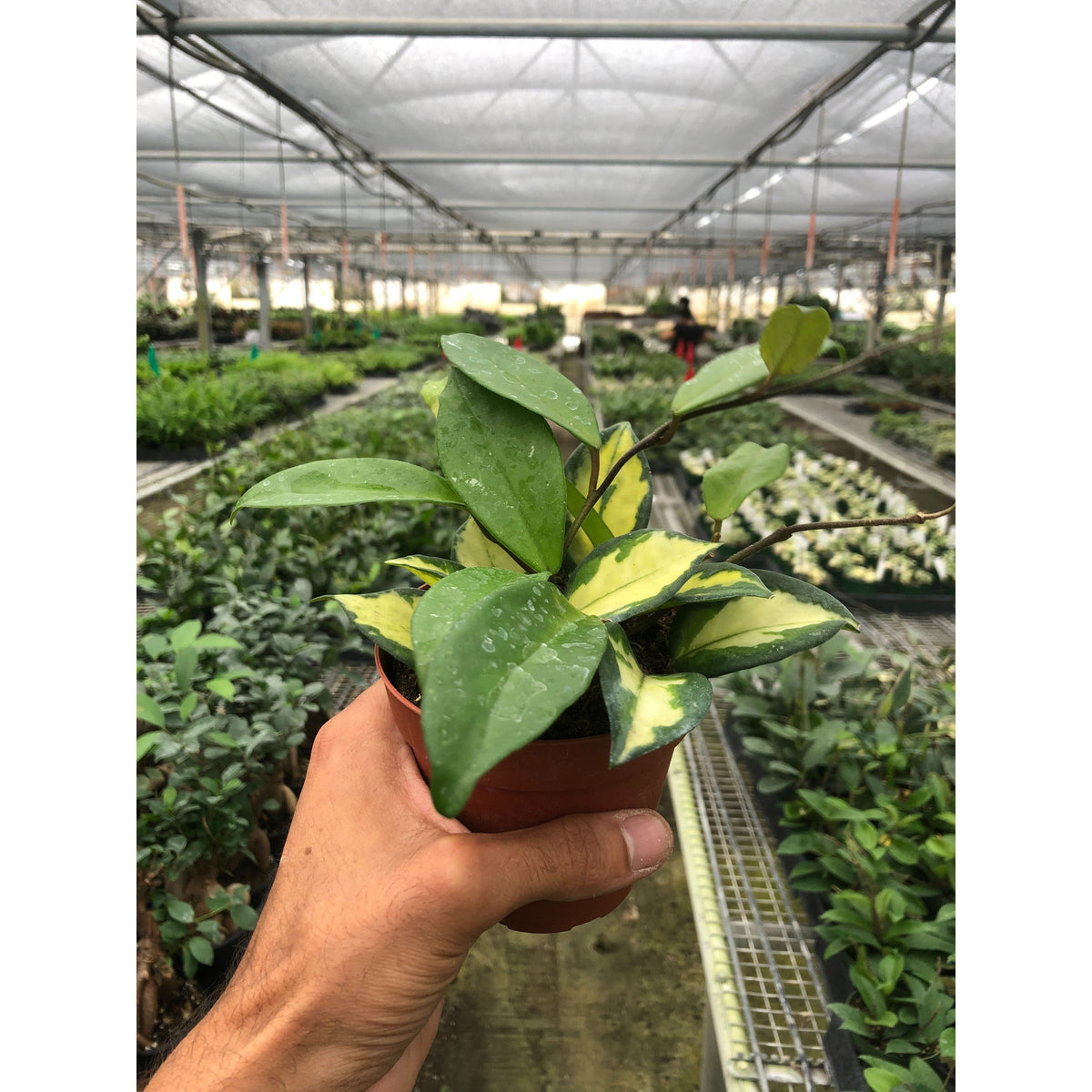Hoya Carnosa Krimson Princess variegated leaves in small pot held in hand in greenhouse on Tampa Home & Garden Store