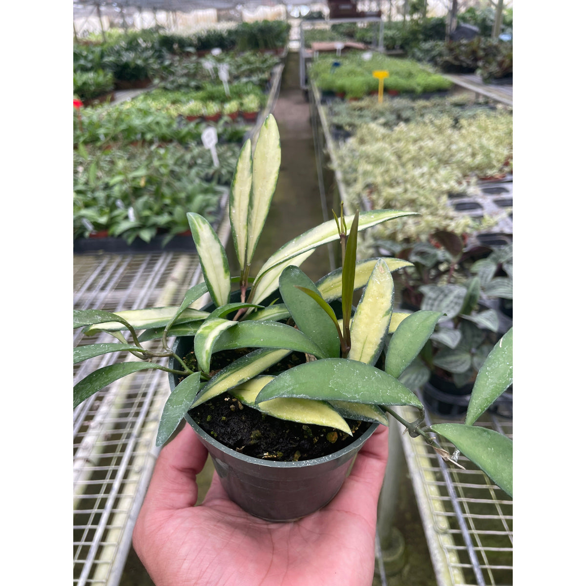Hoya Wayetii Variegated plant in pot with cream leaves, slender foliage, House Plant Shop on Tampa Home & Garden Store