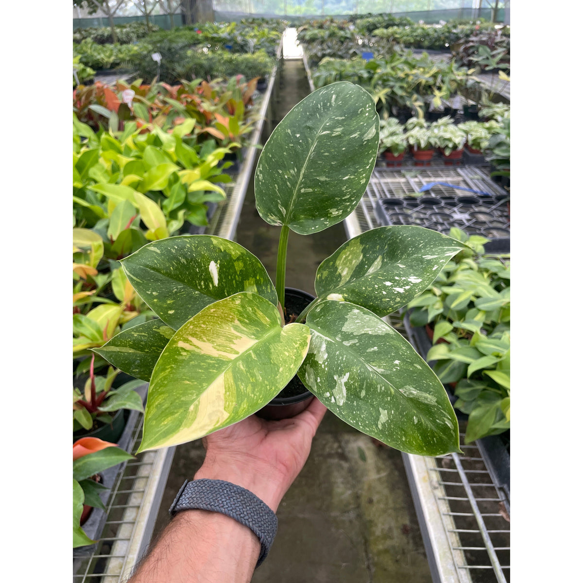 Philodendron Congo Nuclear indoor plant by House Plant Shop with variegated green leaves and cream speckles on Tampa Home & Garden Store