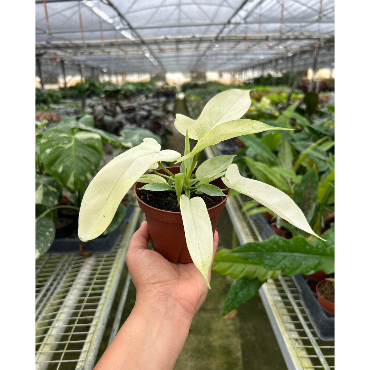 Philodendron Florida Ghost indoor plant with cream leaves in a brown pot from House Plant Shop on Tampa Home & Garden Store