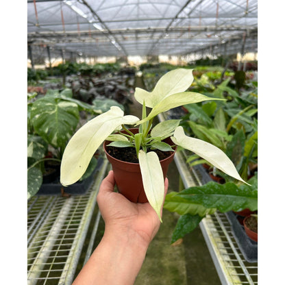 Philodendron Florida Ghost indoor plant with cream leaves in a brown pot from House Plant Shop on Tampa Home & Garden Store