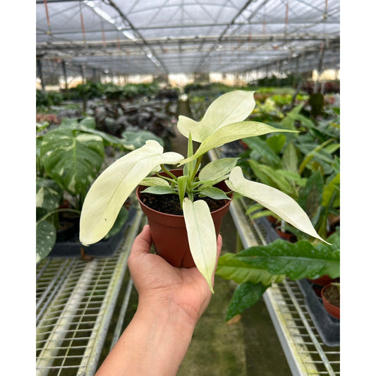 Philodendron Florida Ghost indoor plant with cream leaves in a brown pot from House Plant Shop on Tampa Home & Garden Store