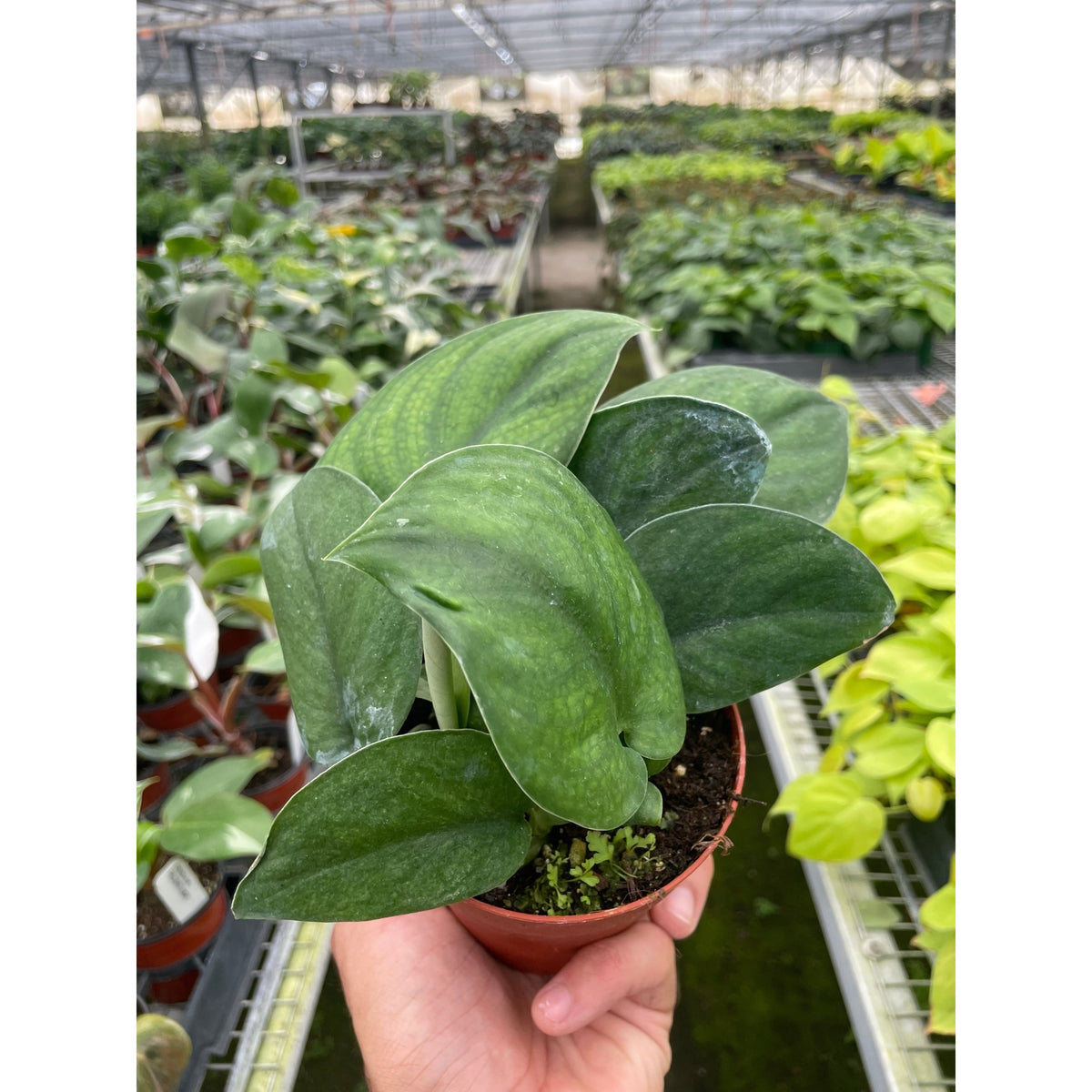 Pothos Jade Satin indoor plant with glossy dark-green waxy leaves in a small pot on Tampa Home & Garden Store
