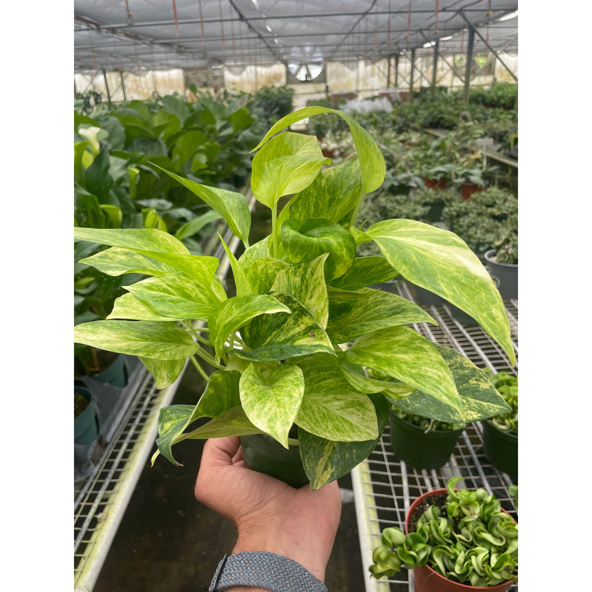 Pothos Neon Queen indoor plant by House Plant Shop with neon variegated leaves on Tampa Home & Garden Store