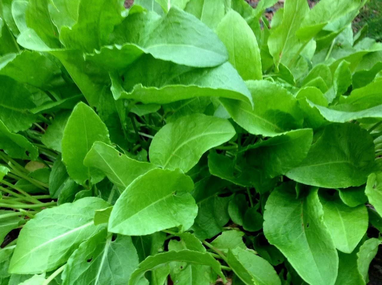 400+ Heirloom French Sorrel Seeds - Ancient Leafy-Herb, Vitamin-Rich - Tampa Home & Garden Store