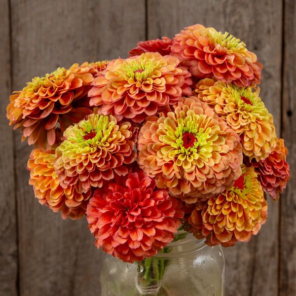 Queeny Lime Orange Zinnia seeds bouquet of vibrant orange blooms with lime centers on Tampa Home & Garden Store