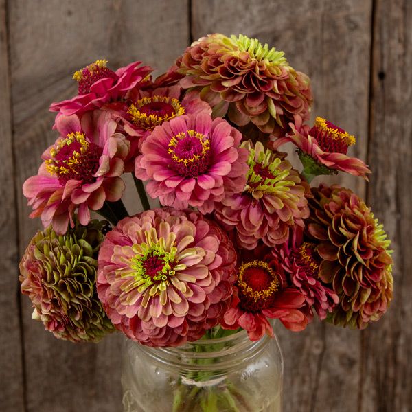 Queeny Lime Red Zinnia seeds with vibrant pink blooms and lime centers Seedtime Store on Tampa Home & Garden Store