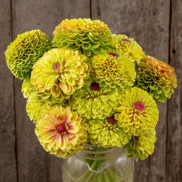 Queeny Lime with Blotch Zinnia bouquet in jar lime blooms with pink centers Seedtime Store on Tampa Home & Garden Store