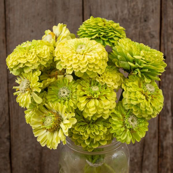 Queeny Lime Zinnia blooms bouquet with lime-green petals in a glass jar on Tampa Home & Garden Store