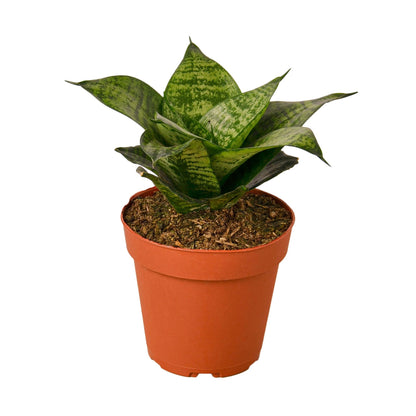 Snake Plant Black Robusta indoor plant with variegated green leaves in a terracotta pot on Tampa Home & Garden Store