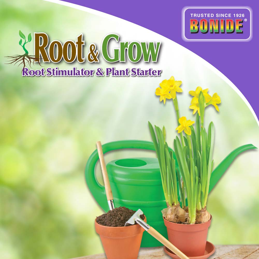Root & Grow Concentrate 4-10-3 fertilizer; BONIDE root stimulator, two potted daffodils on Tampa Home & Garden Store