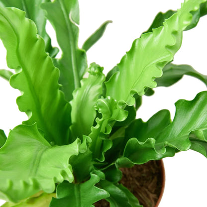 Bird’s Nest Victoria Fern indoor plant with lime green frilly leaves in a pot Rooted Treasures Farms on Tampa Home & Garden Store