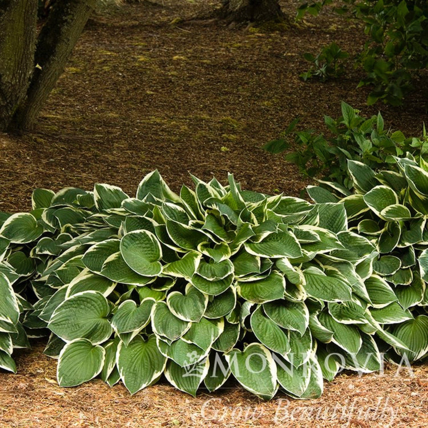Francee Hosta plant variegated leaves with cream margins Live Good Logistics on Tampa Home & Garden Store