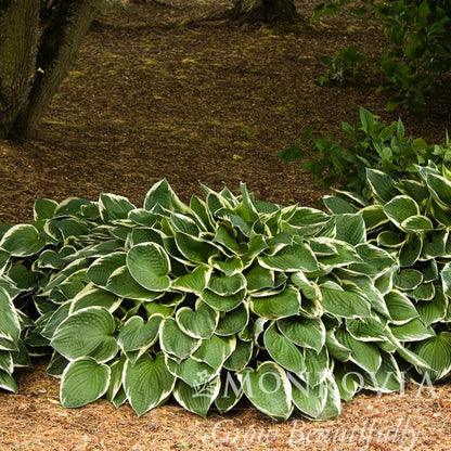 Francee Hosta plant variegated leaves with cream margins Live Good Logistics on Tampa Home & Garden Store