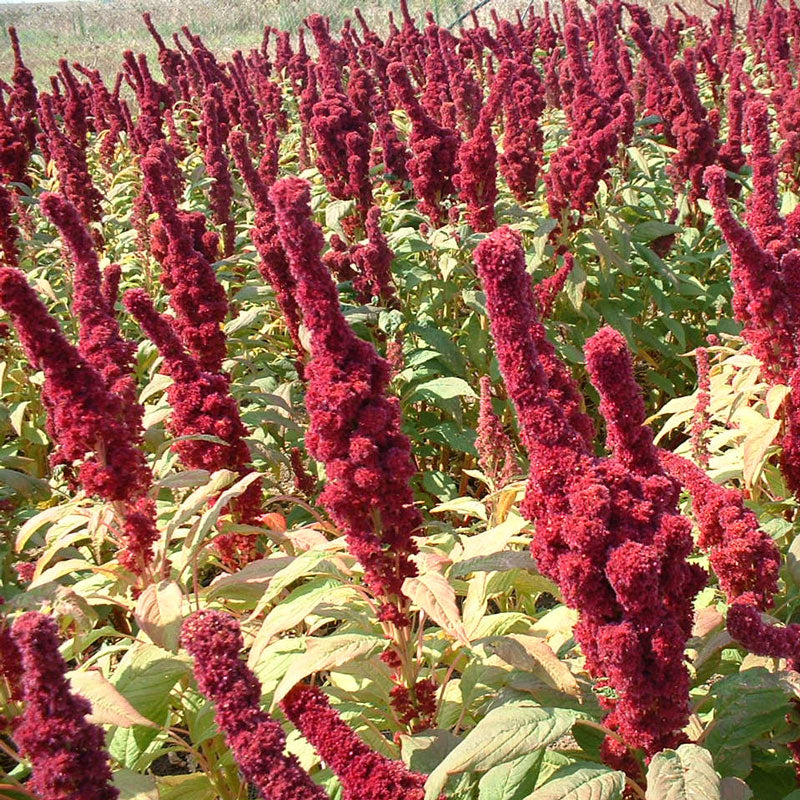 Graines de feuilles d'amarante rouge (biologiques)