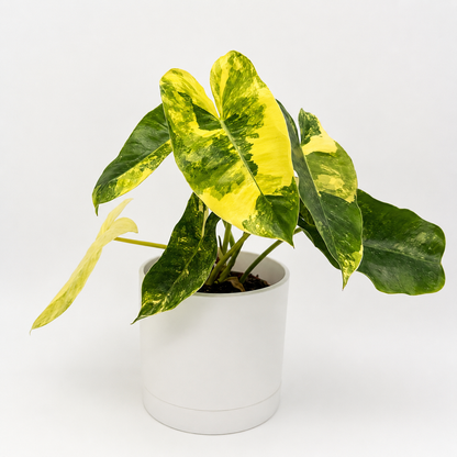 Variegated Philodendron Burle Marx
