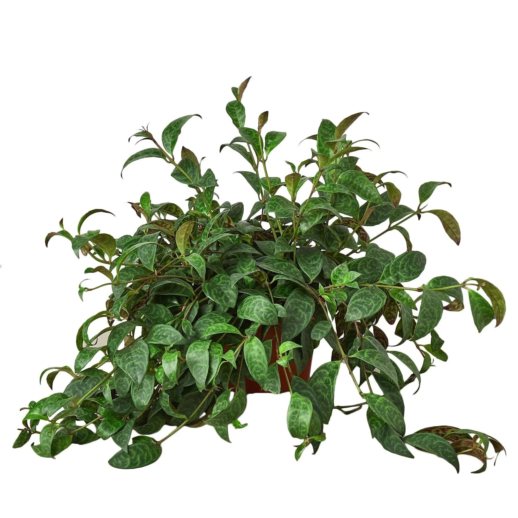 Lipstick Black Pagoda 4in plant with green variegated leaves Rooted Treasures Farms on Tampa Home & Garden Store