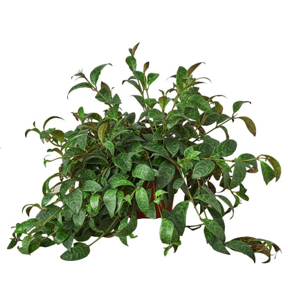 Lipstick Black Pagoda 4in plant with green variegated leaves Rooted Treasures Farms on Tampa Home & Garden Store