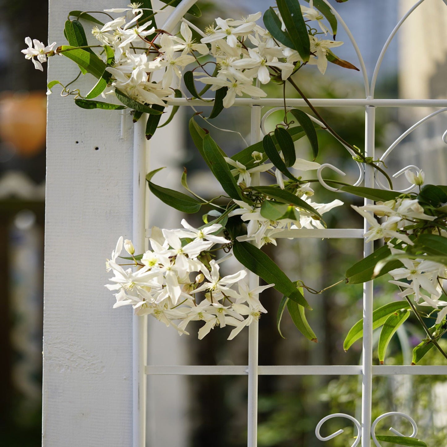 Metal Trellis For Climbing Plants And Vines