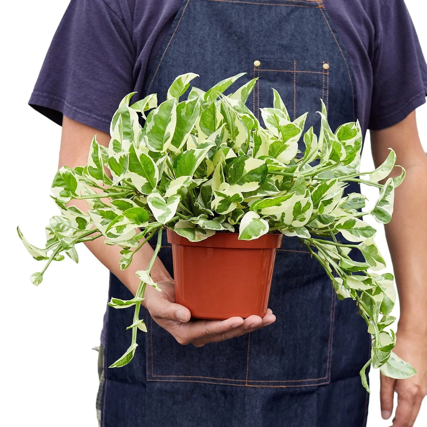 Pothos N'joy indoor plant variegated green leaves in terracotta pot Rooted Treasures Farms on Tampa Home & Garden Store