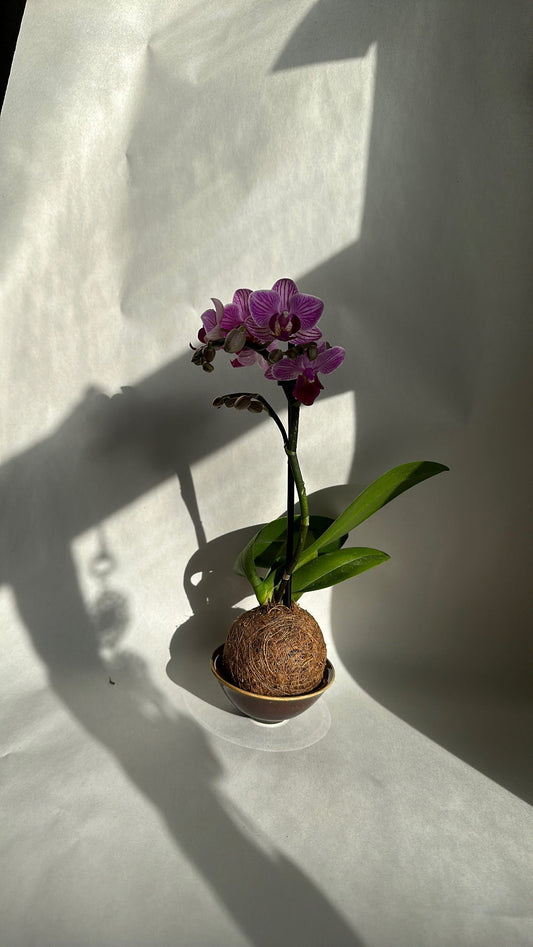 Kokedama  Mini Orchid