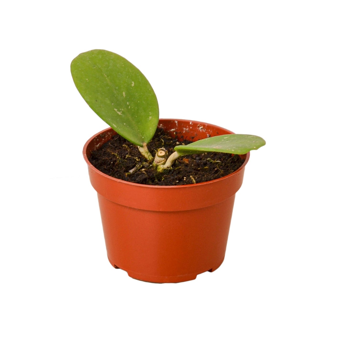 Hoya Obovata 4-inch plant in orange pot with green oval leaves potted houseplant on Tampa Home & Garden Store