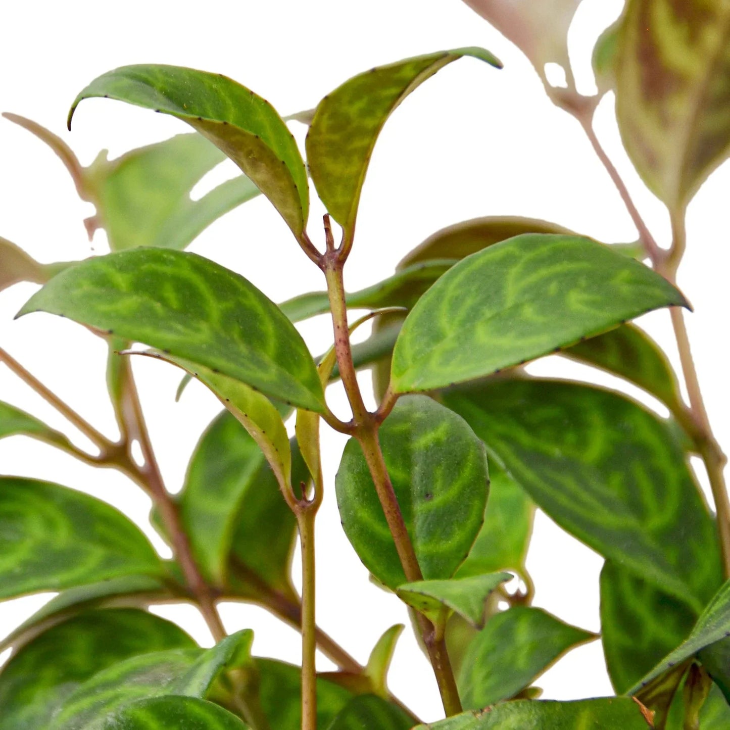 Lipstick Black Pagoda 4in plant with glossy green leaves on slender brown stems on Tampa Home & Garden Store