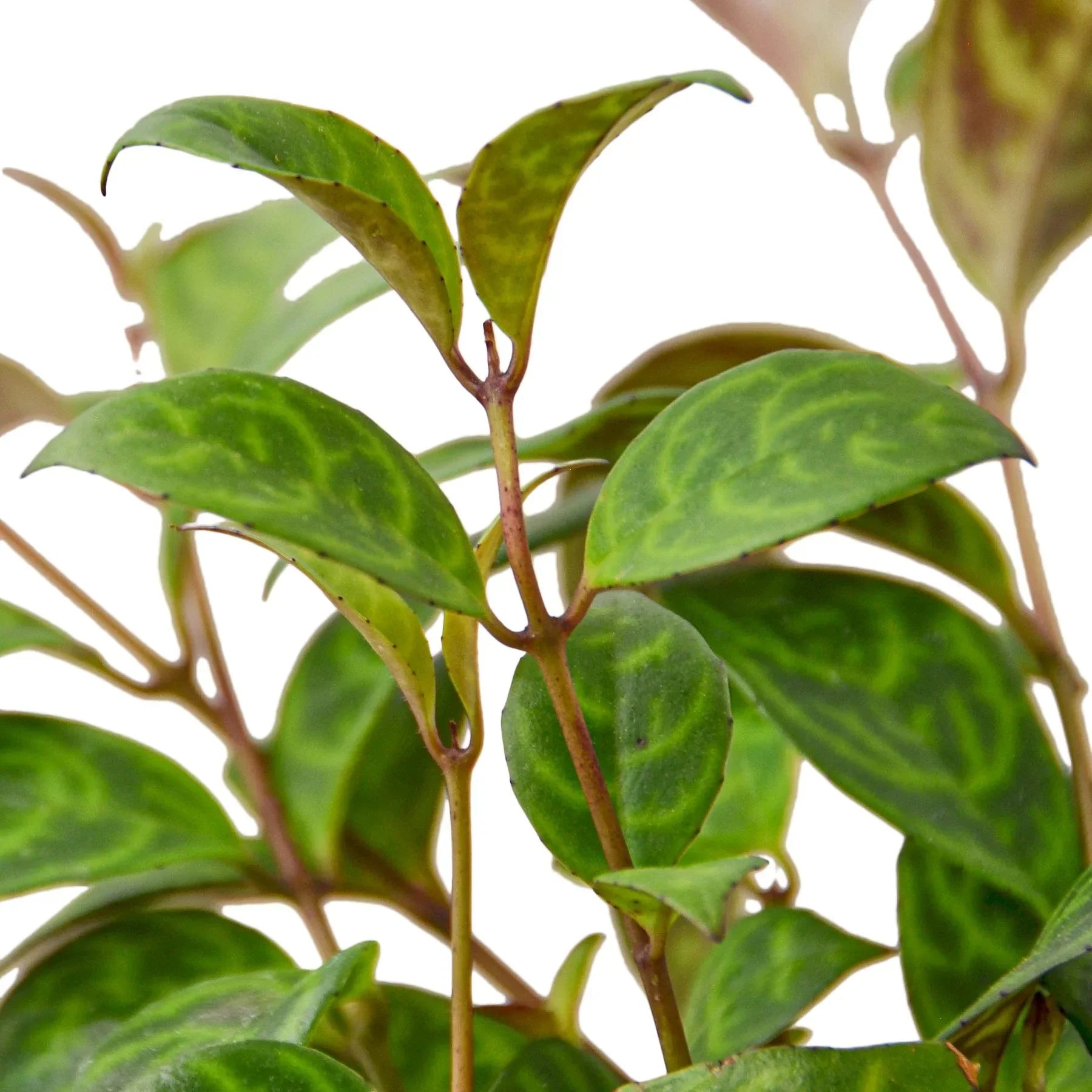 Lipstick Black Pagoda 4in plant with glossy green leaves on slender brown stems on Tampa Home & Garden Store