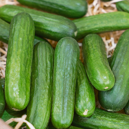 Muncher Cucumber cucumbers, long green, crisp and arranged on straw for garden-fresh on Tampa Home & Garden Store