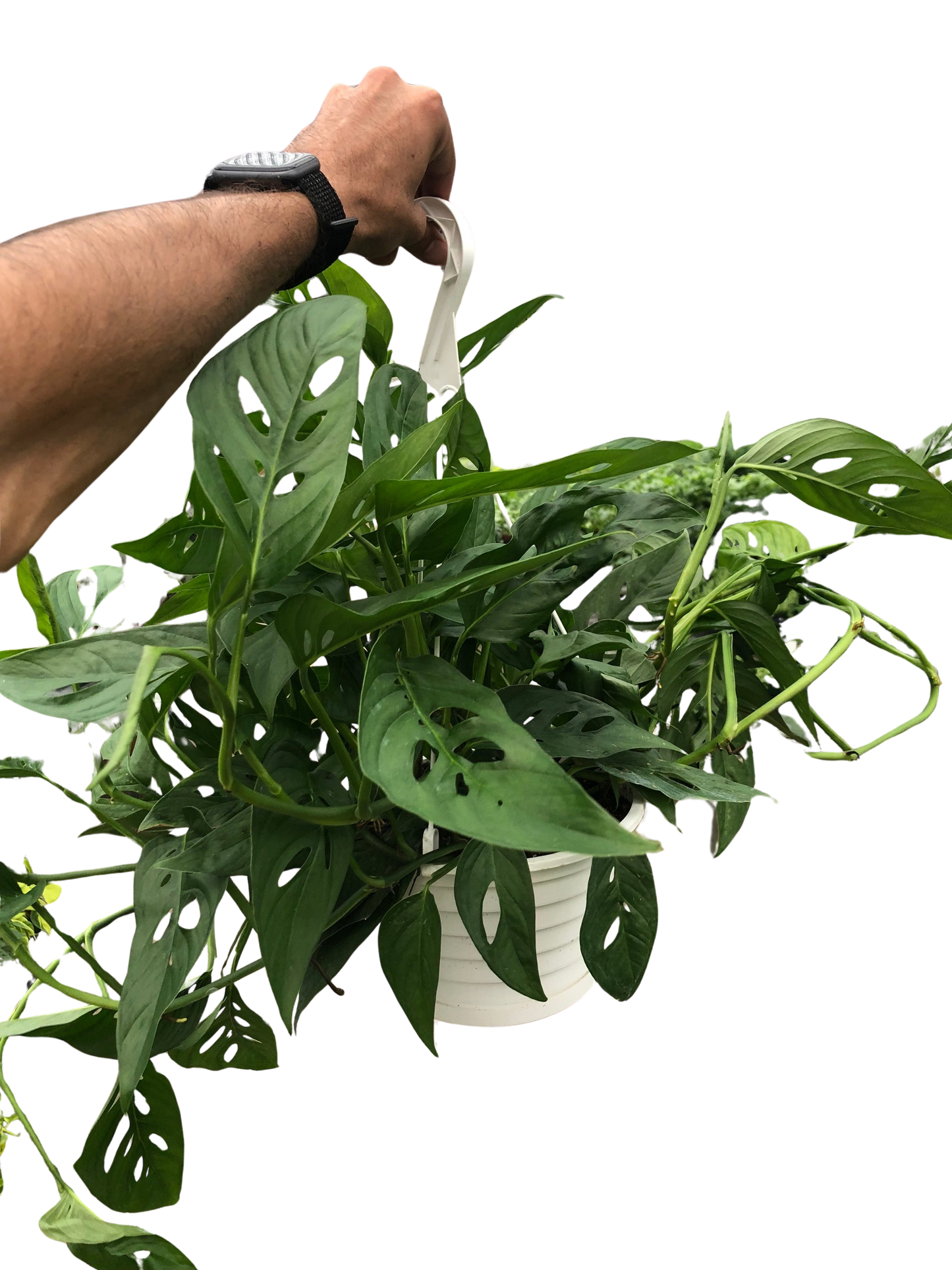 Monstera Adansonii Swiss Cheese indoor plant with fenestrated green leaves in white pot on Tampa Home & Garden Store
