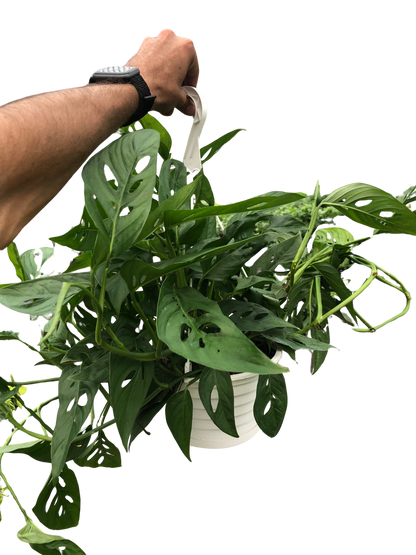 Monstera Adansonii Swiss Cheese indoor plant with fenestrated green leaves in white pot on Tampa Home & Garden Store