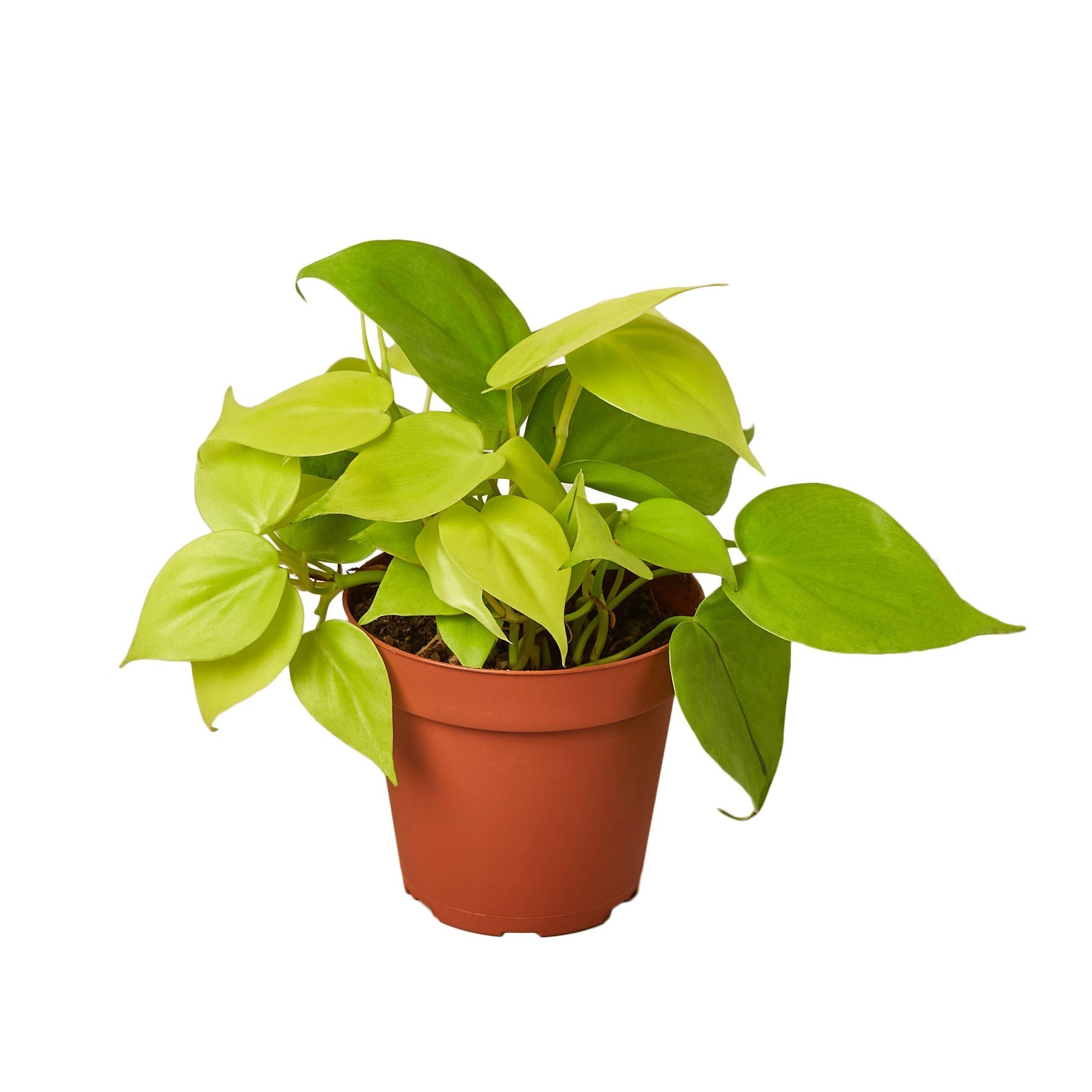 Philodendron Neon 4in plant in a terracotta pot with bright lime-green leaves on Tampa Home & Garden Store