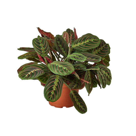 Maranta Red Prayer plant in a pot with green leaves and pink veins, Rooted Treasures Farms on Tampa Home & Garden Store