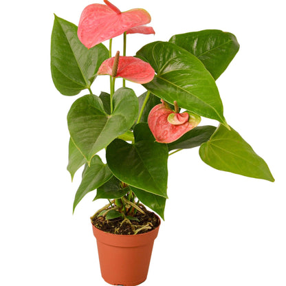 Potted plant with pink flowers and green leaves on a white background