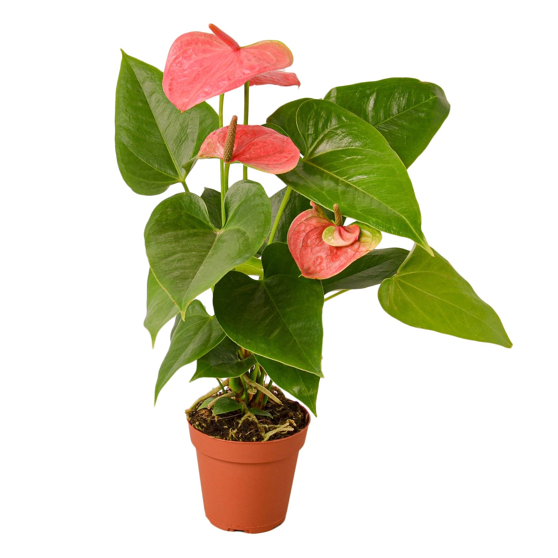 Rooted Treasures Farms Anthurium Pink indoor plant with glossy green leaves and pink spathes on Tampa Home & Garden Store