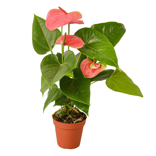 Anthurium Pink plant in 4-inch nursery pot; pink spathes, Rooted Treasures Farms on Tampa Home & Garden Store