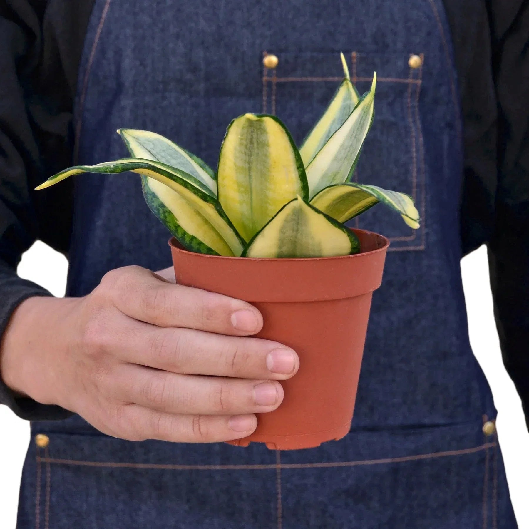 Snake Plant Gold Hahnii indoor plant with variegated yellow leaves in a pot on Tampa Home & Garden Store